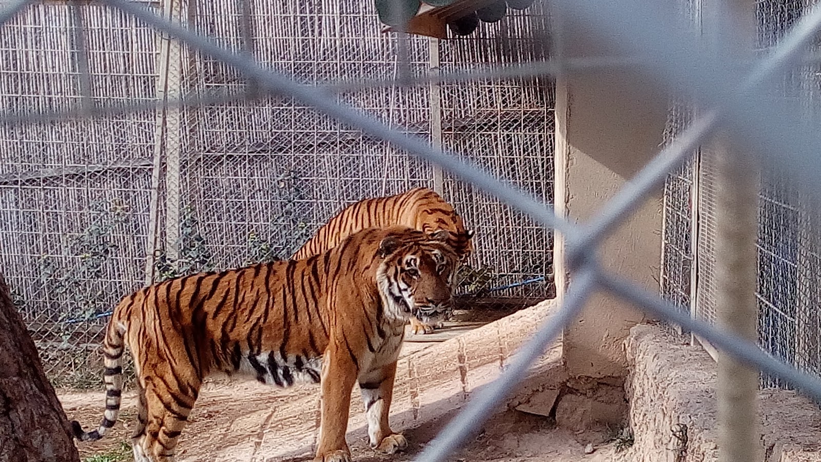 Antalya Zoo photo 2
