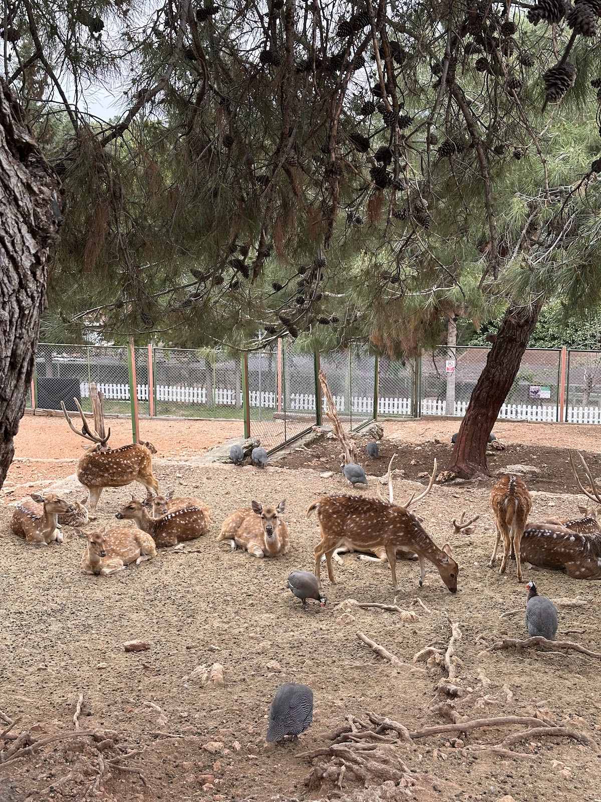 Antalya Zoo photo 11
