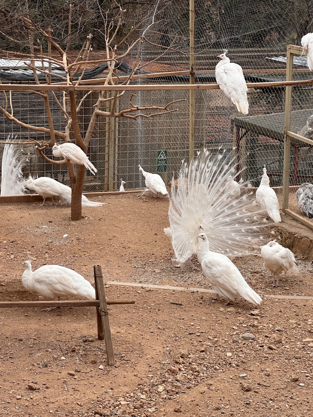 Antalya Zoo photo 10