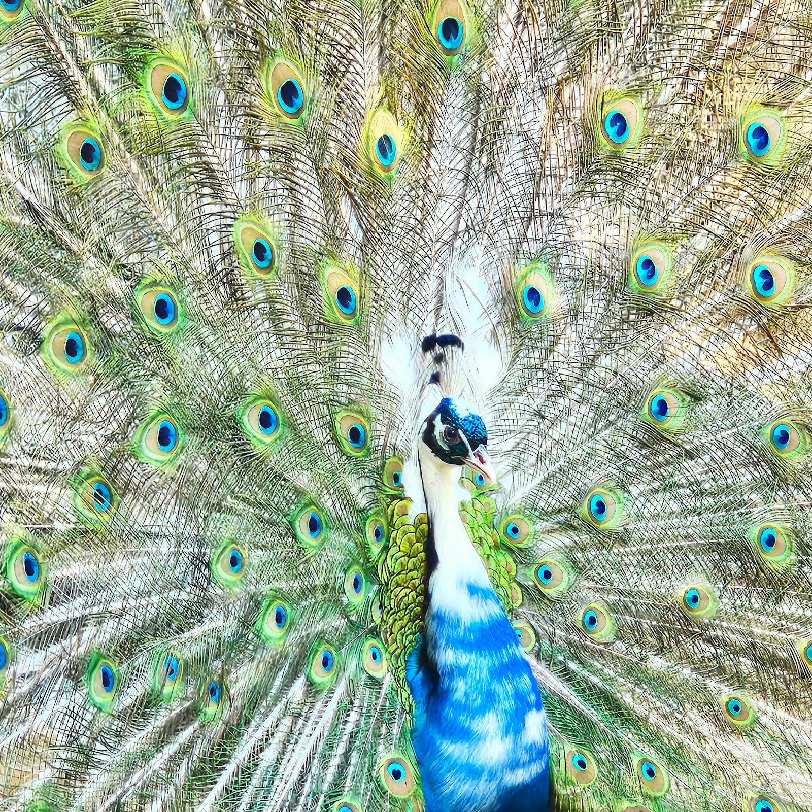 Antalya Zoo photo 6