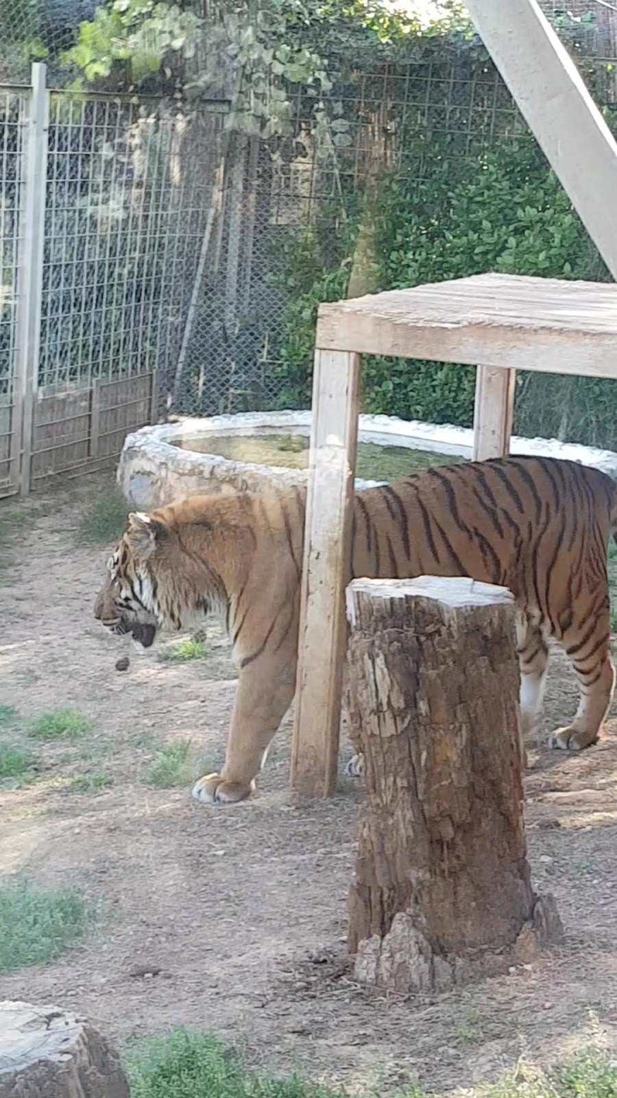 Antalya Zoo photo 5