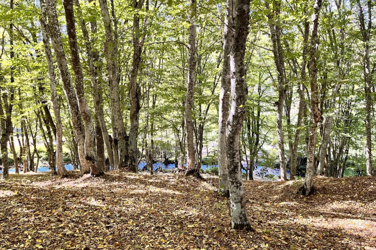Istırga Deresi photo 1