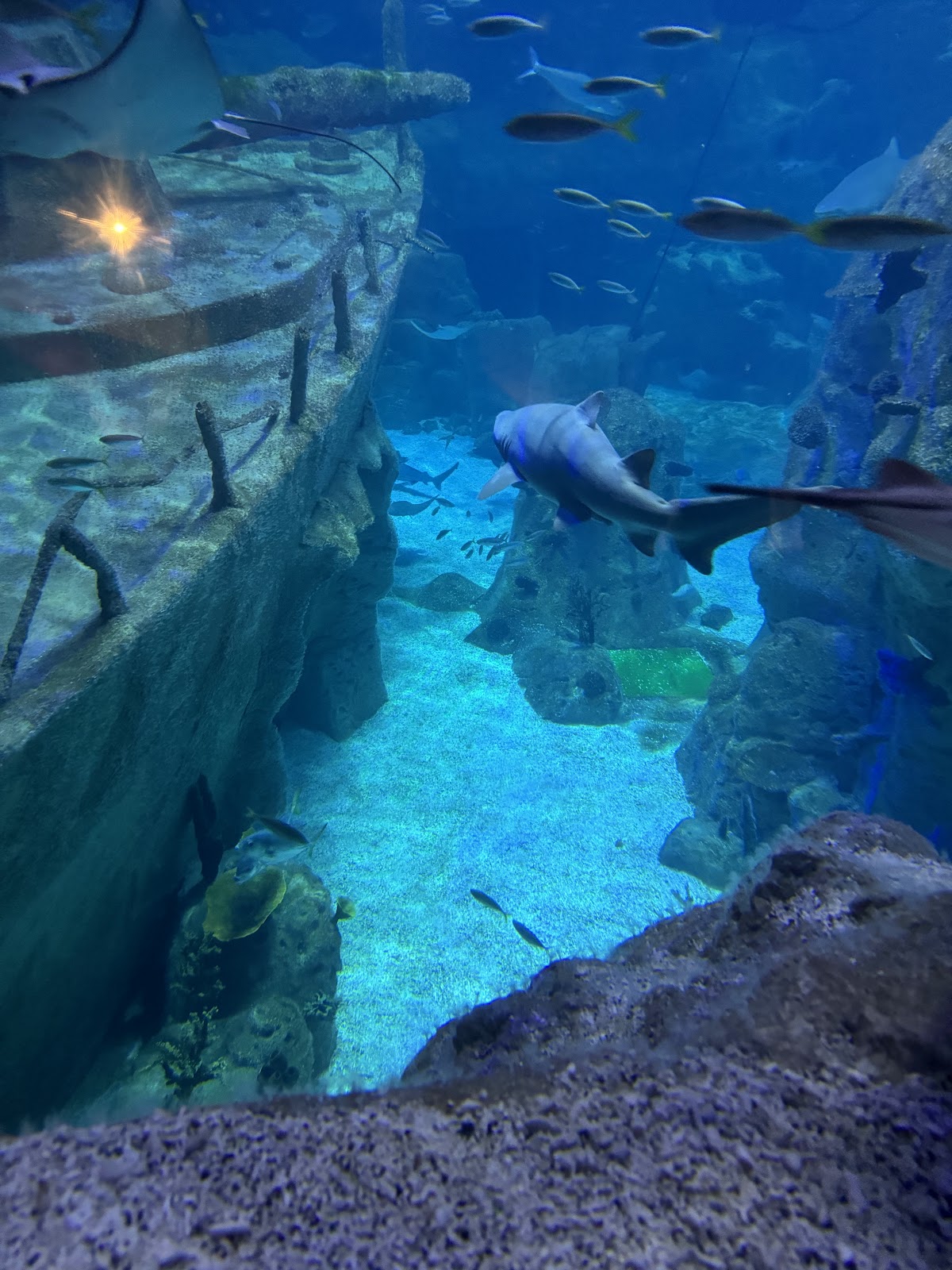 Istanbul Aquarium photo 9