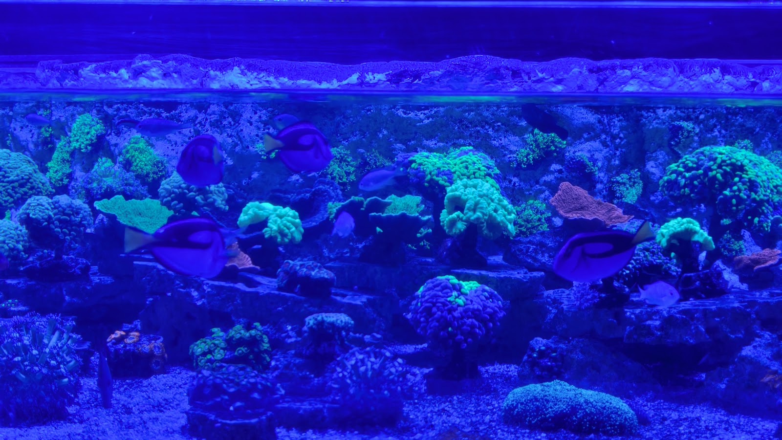 Istanbul Aquarium photo 10