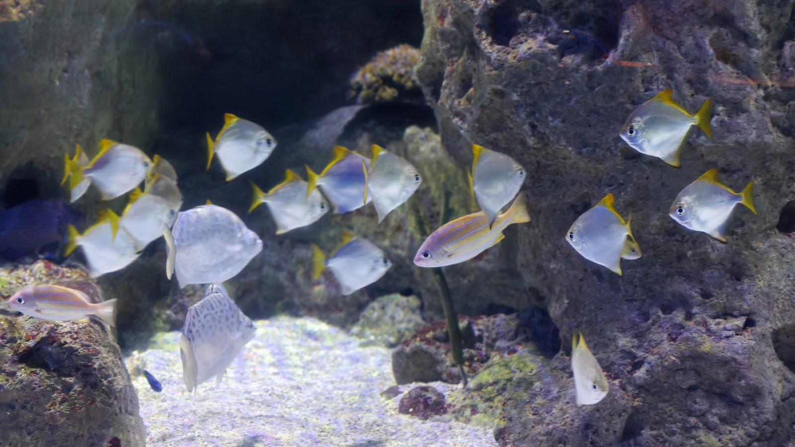 Istanbul Aquarium photo 11