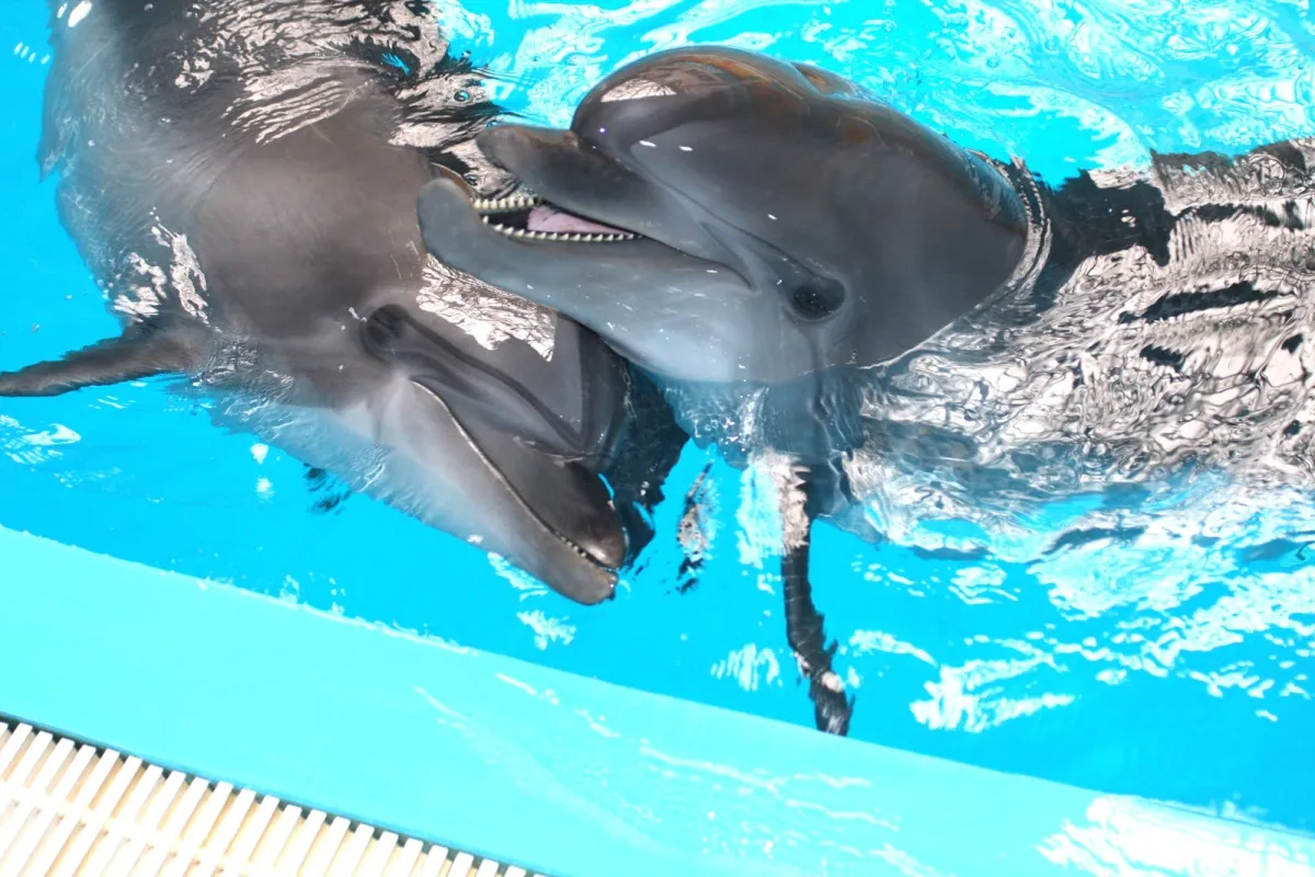 Istanbul Dolphinarium photo 1