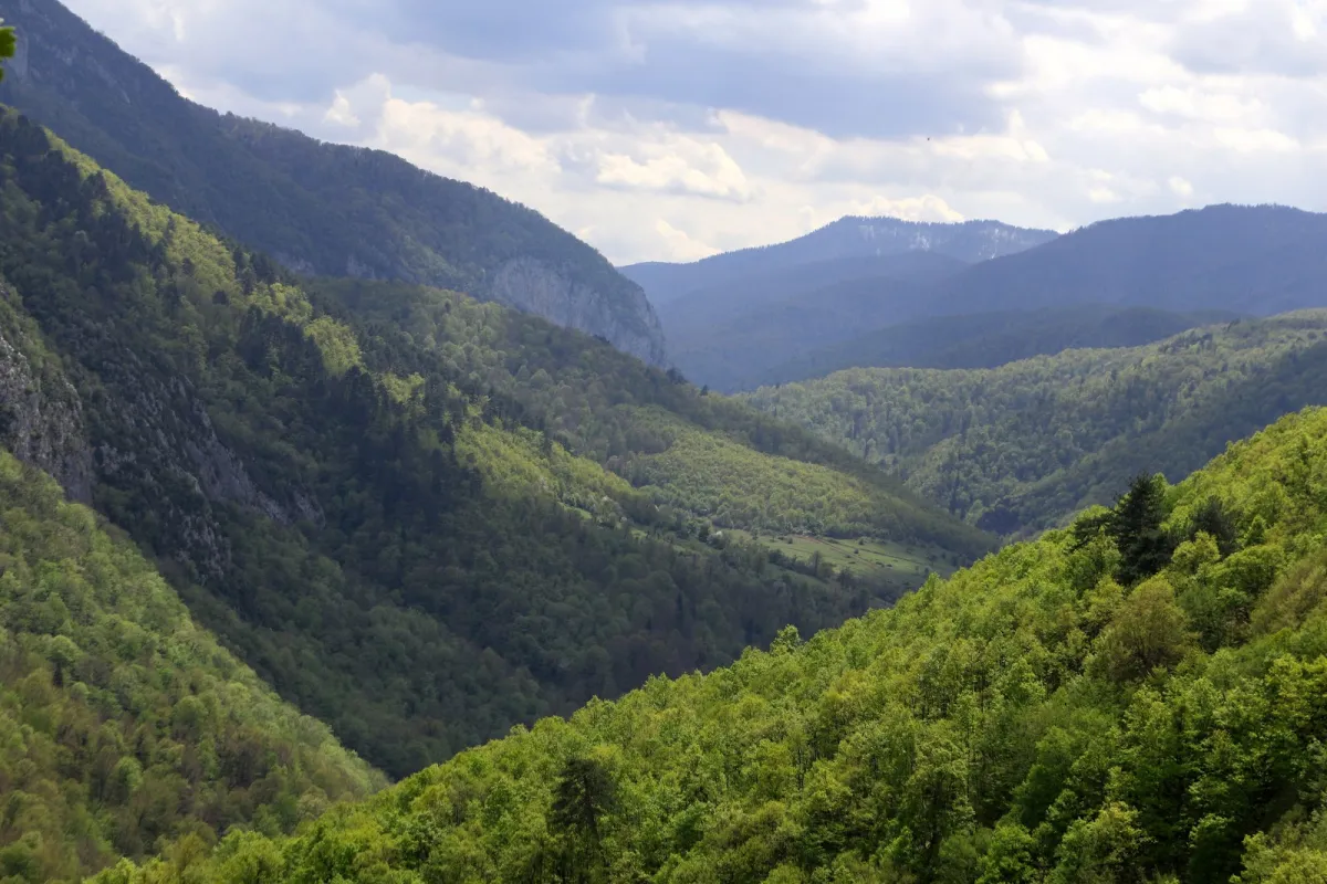Yenice Urban Forest photo 1