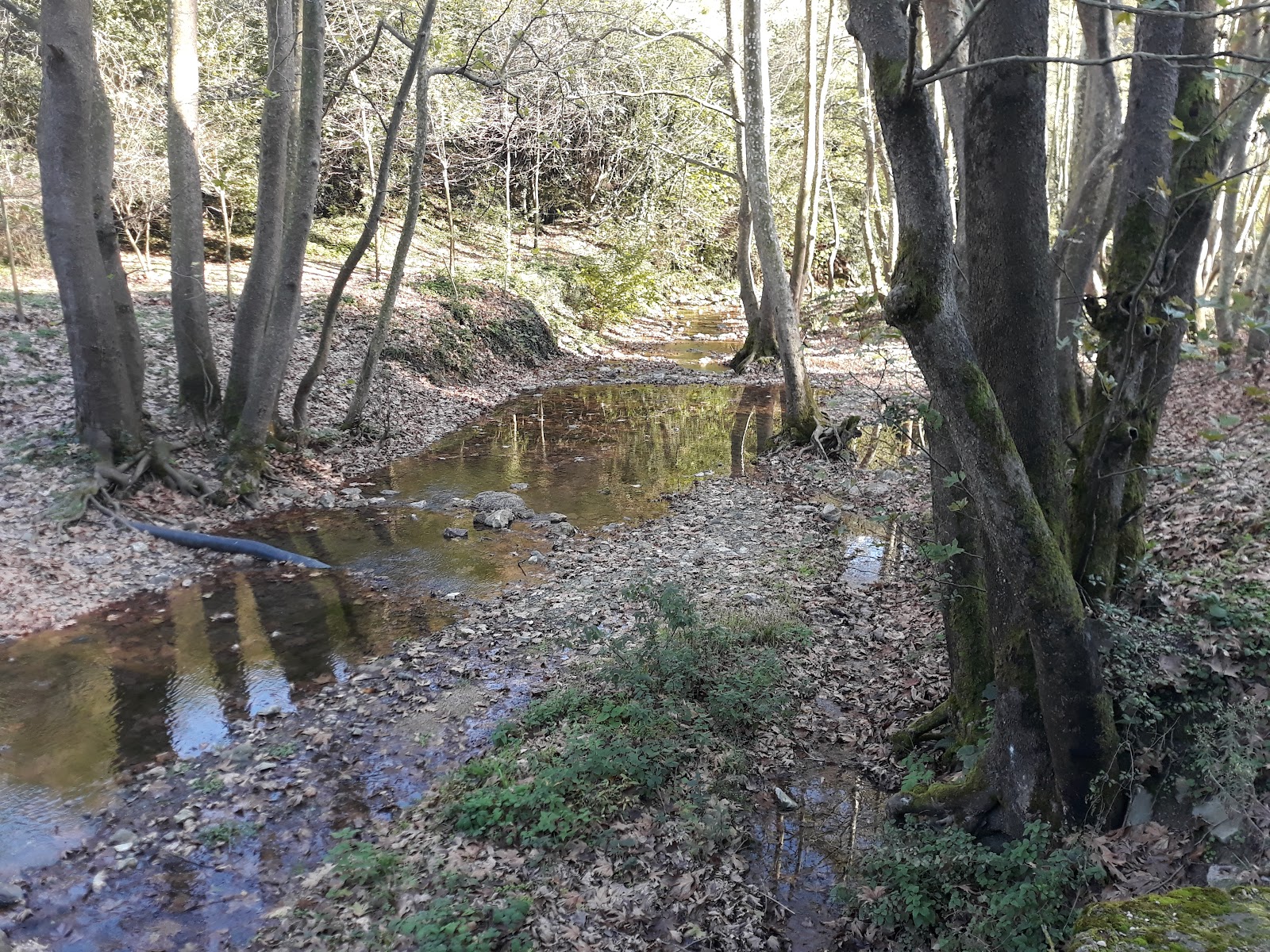 Cenedere Picnic Ground photo 7