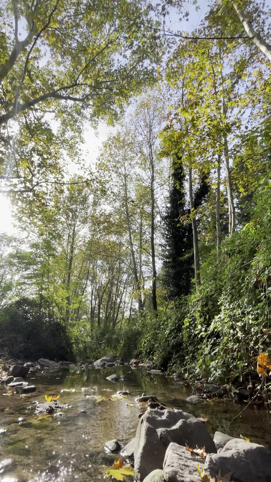 Cenedere Picnic Ground photo 3