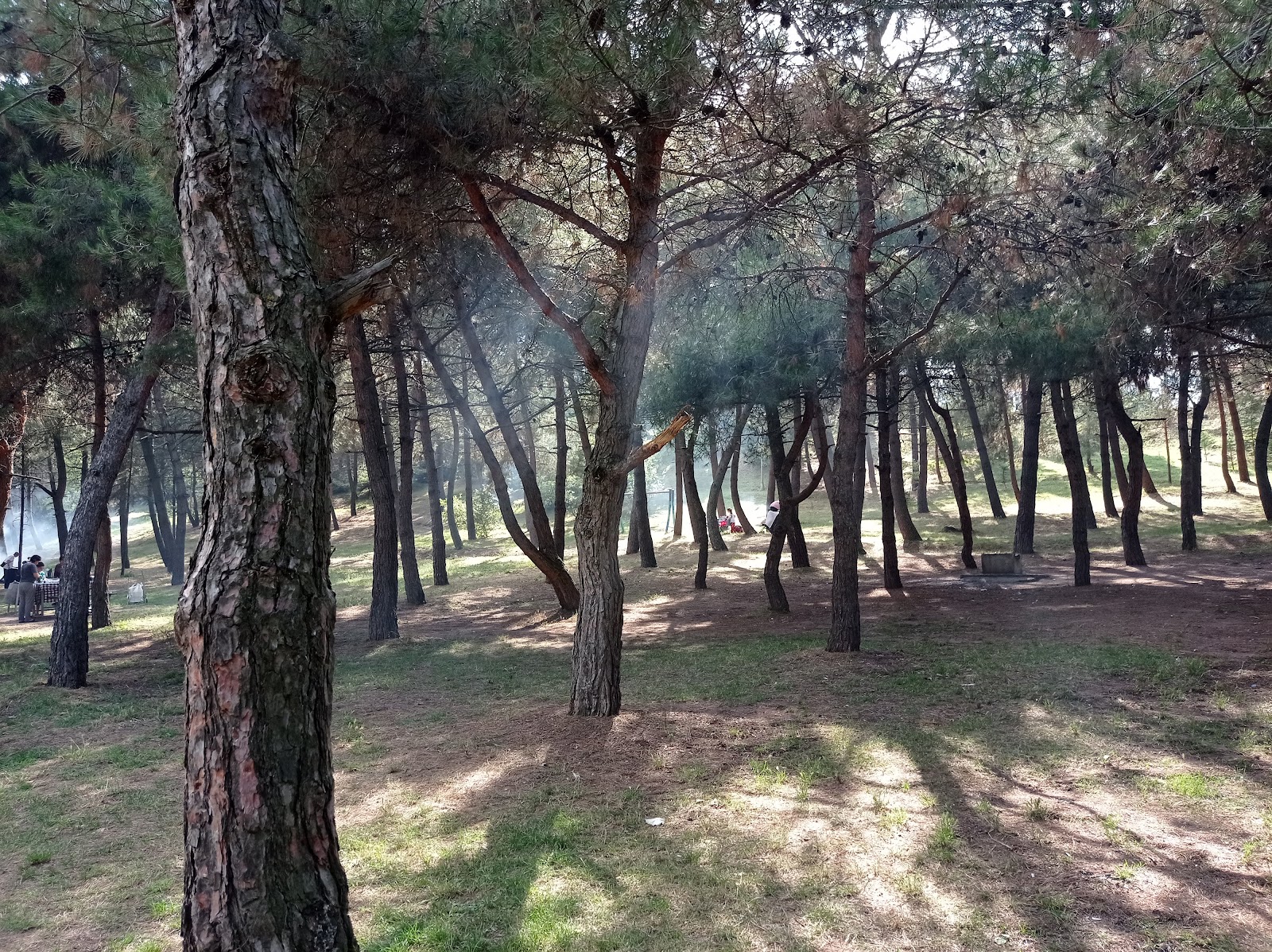 Kocaeli Kent Ormanı photo 11