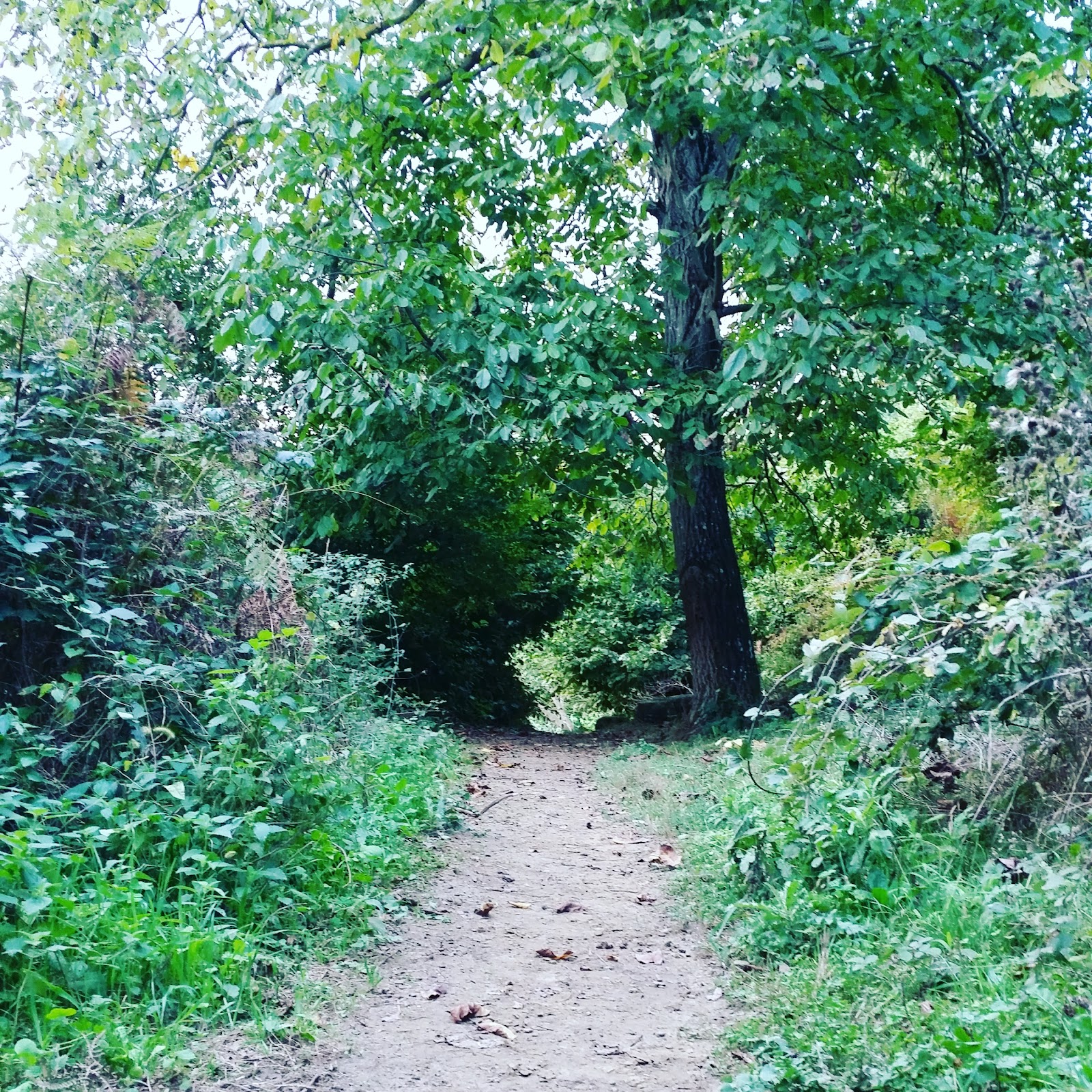 Kocaeli Kent Ormanı photo 9