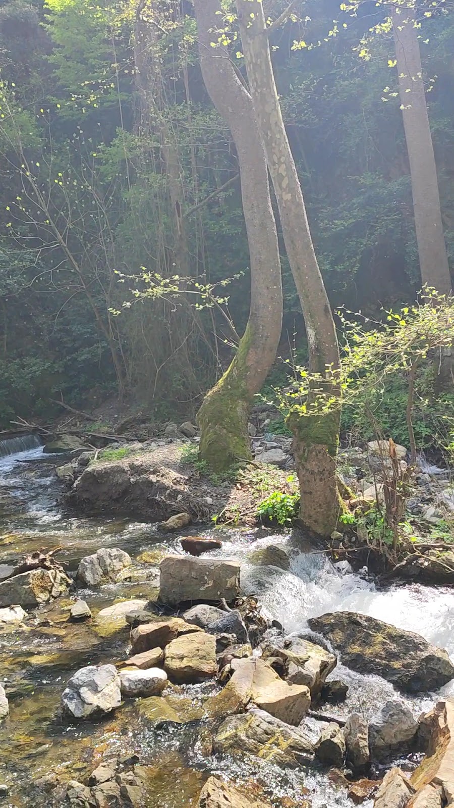 Kocaeli Kent Ormanı photo 5