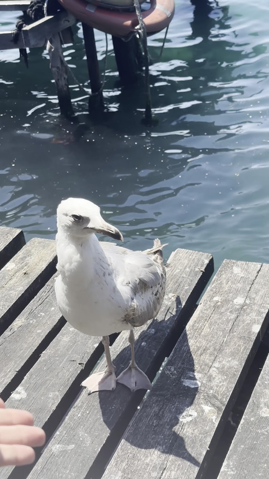 Tarihi Çınaraltı photo 6