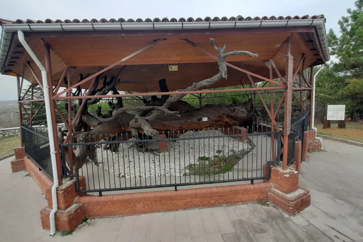 Mızık Çamı Tabiat Anıtı photo 1