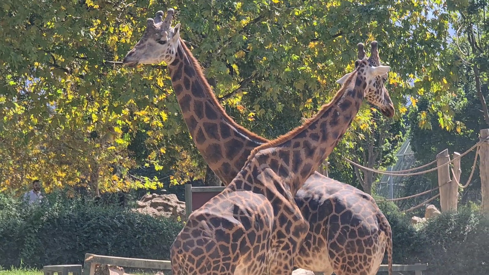 Bursa Zoo photo 5