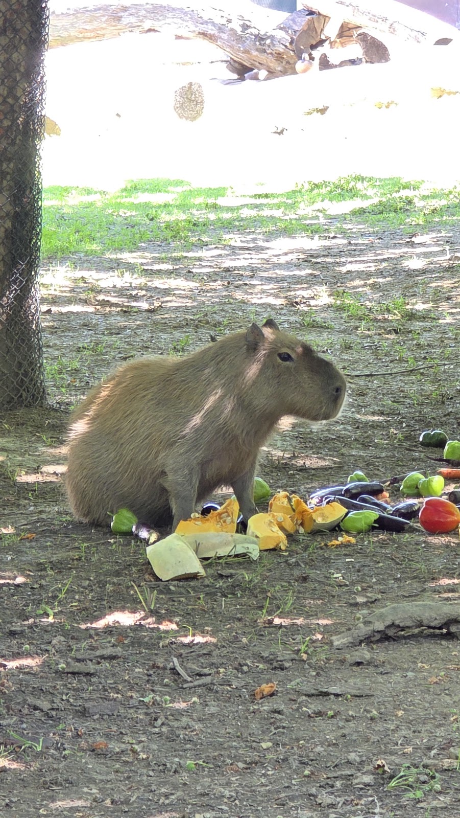 Bursa Zoo photo 11