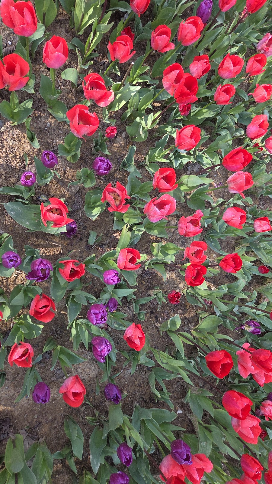 Emirgan Park photo 15