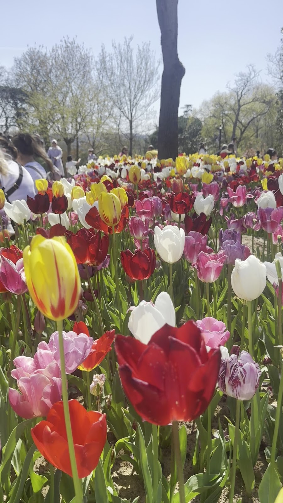 Emirgan Park photo 2