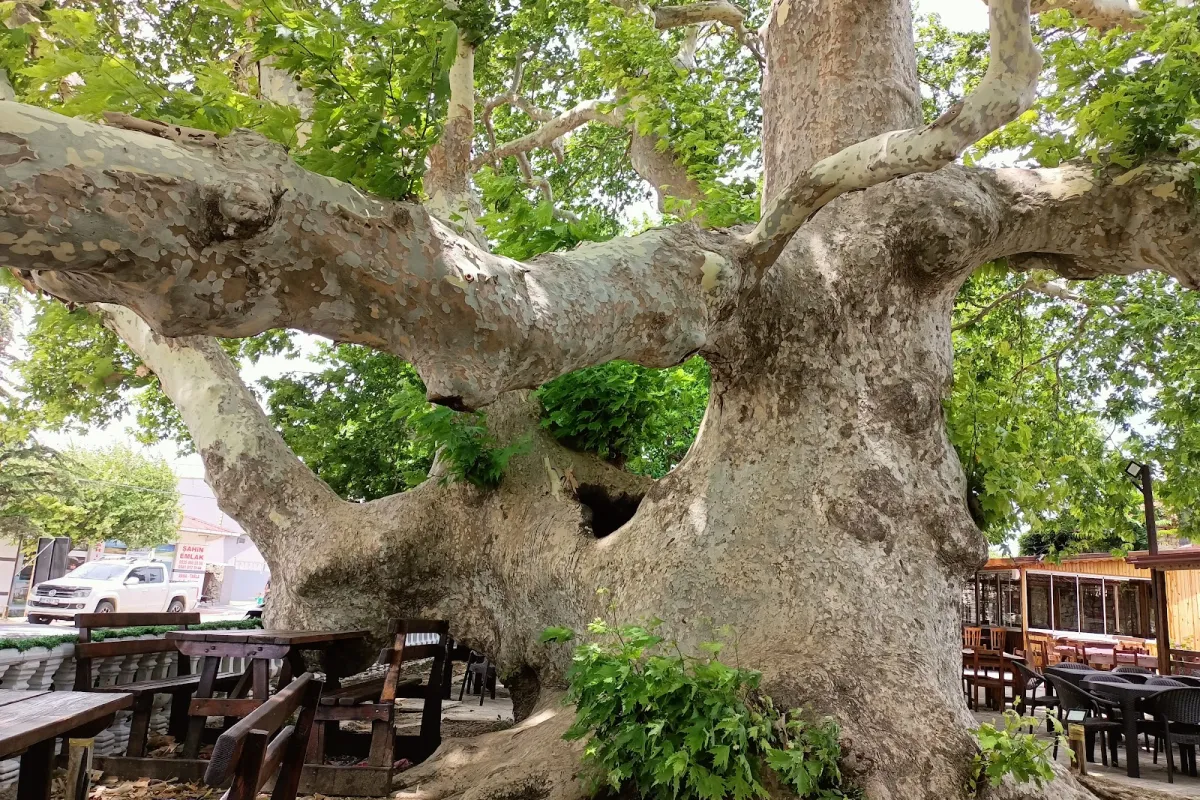 Anıt Çınar photo 1