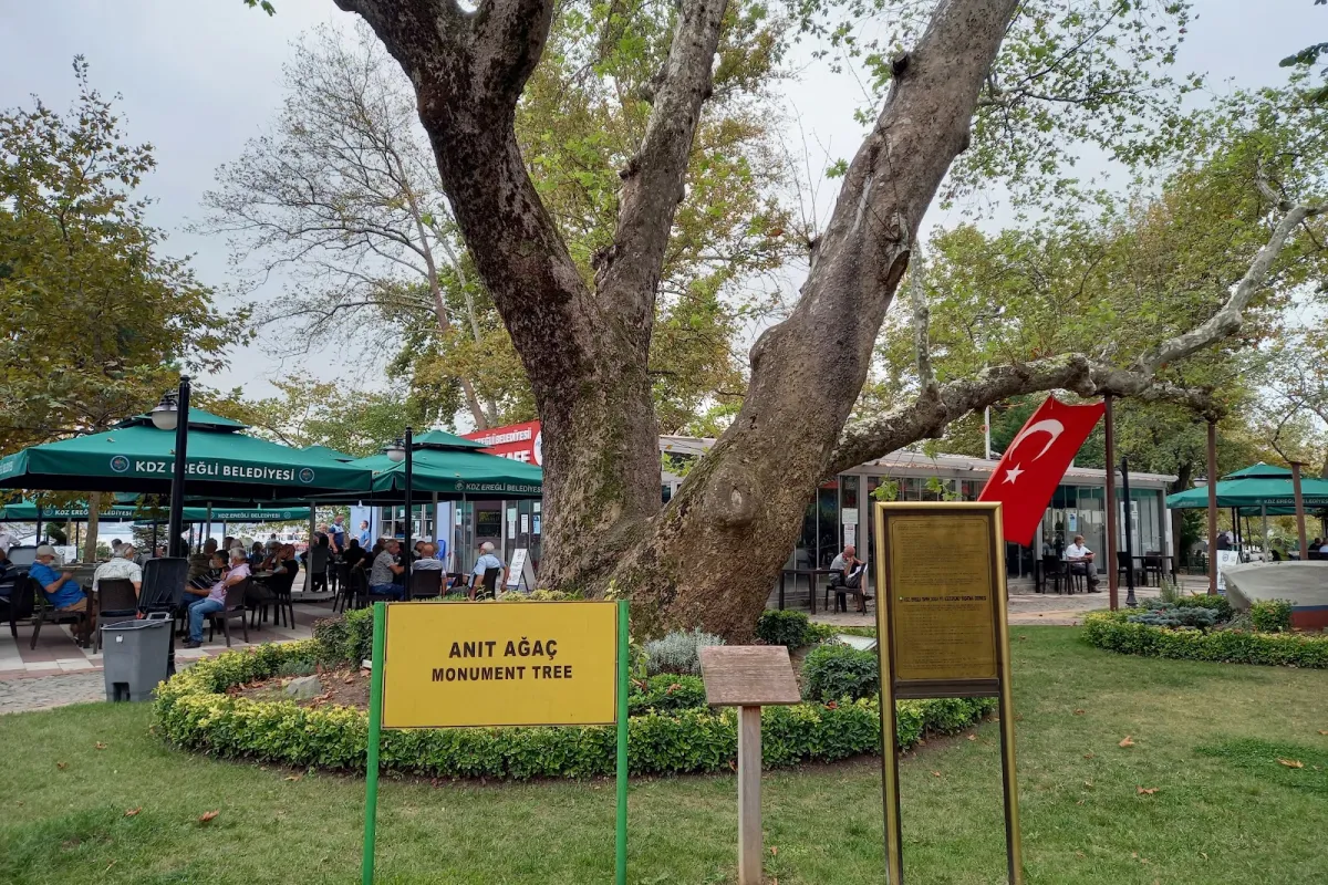 Anıt Çınar Ağacı-Conquest tree photo 1