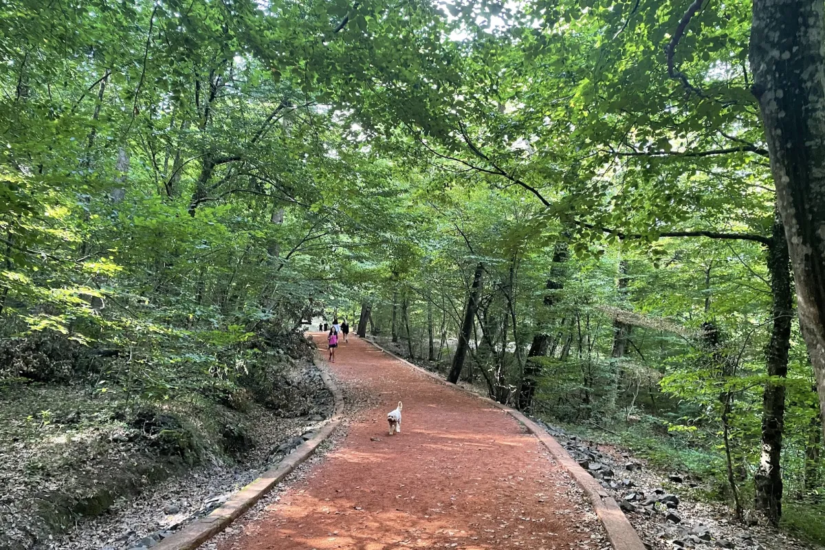 Belgrad Ormanı Koşu Parkuru photo 1