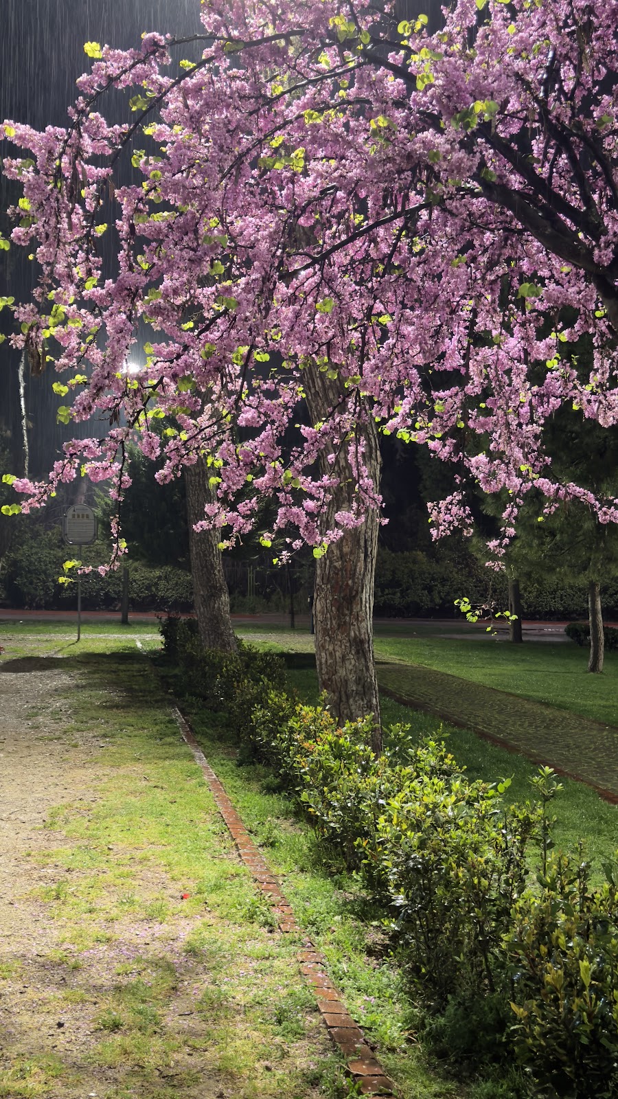 İzmir Büyükşehir Belediyesi Hasanağa Bahçesi photo 7