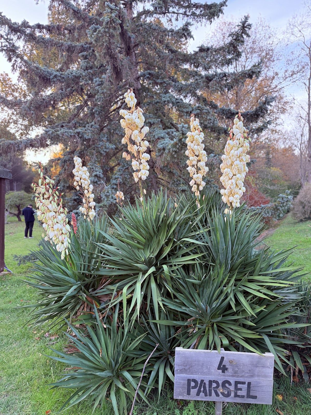 Ataturk Arboretum photo 10