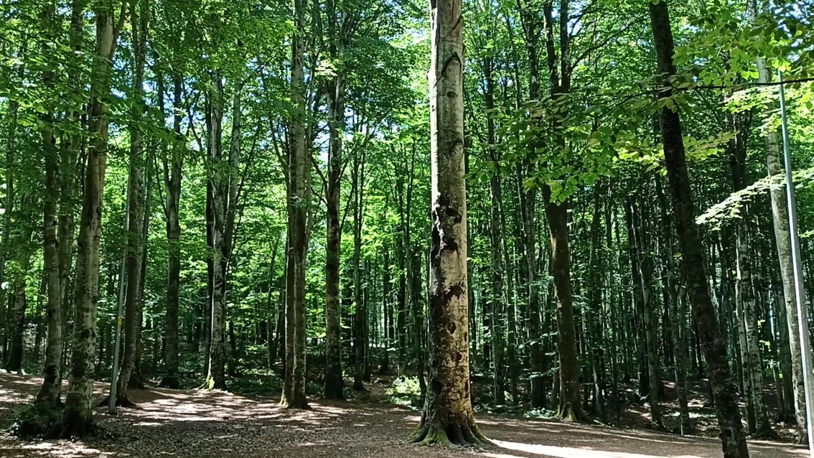 Gölcük Erikli Tepe Mesire Alanı photo 5