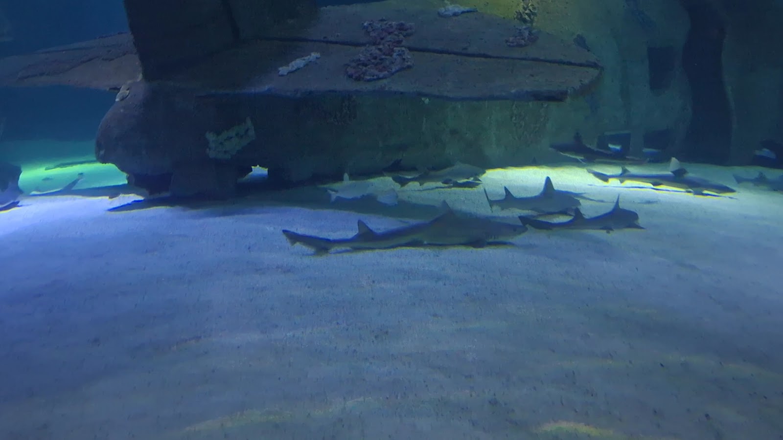 Antalya Aquarium photo 4