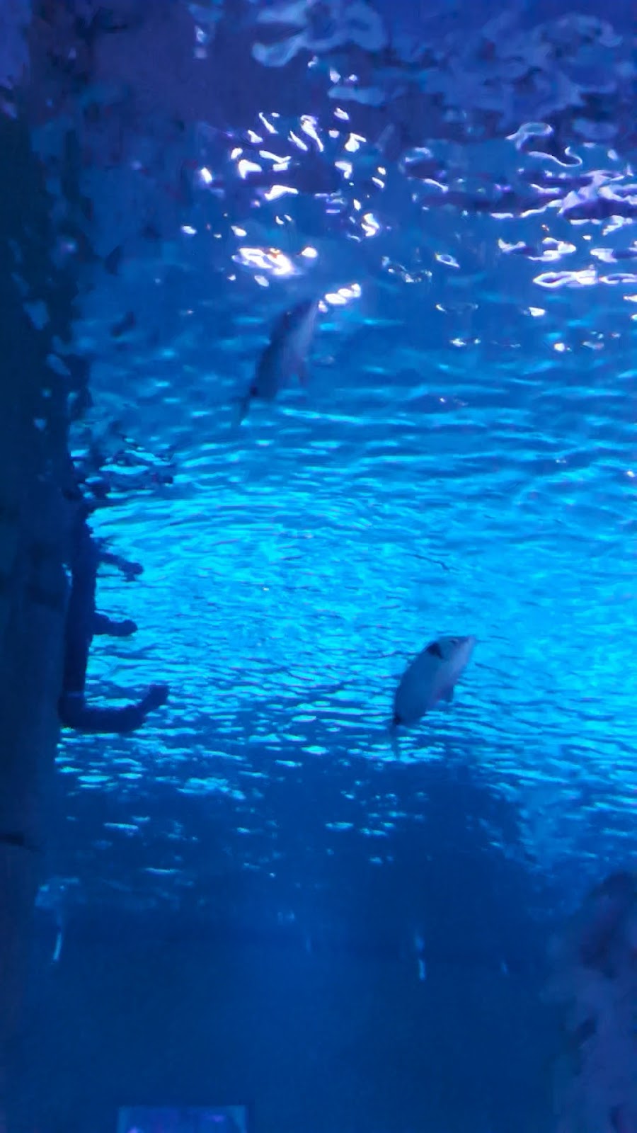 Antalya Aquarium photo 3