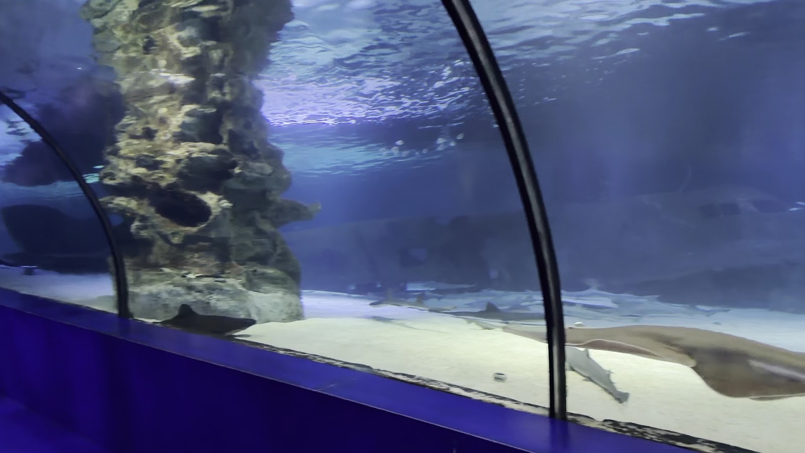Antalya Aquarium photo 11