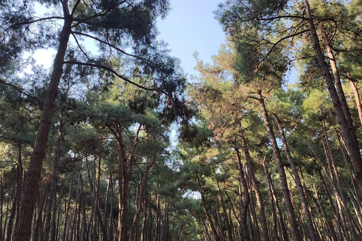 Florya Atatürk Forest photo 1