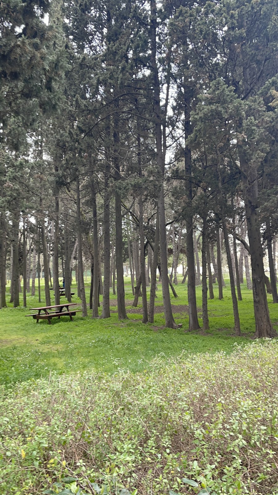 Florya Atatürk Forest photo 15