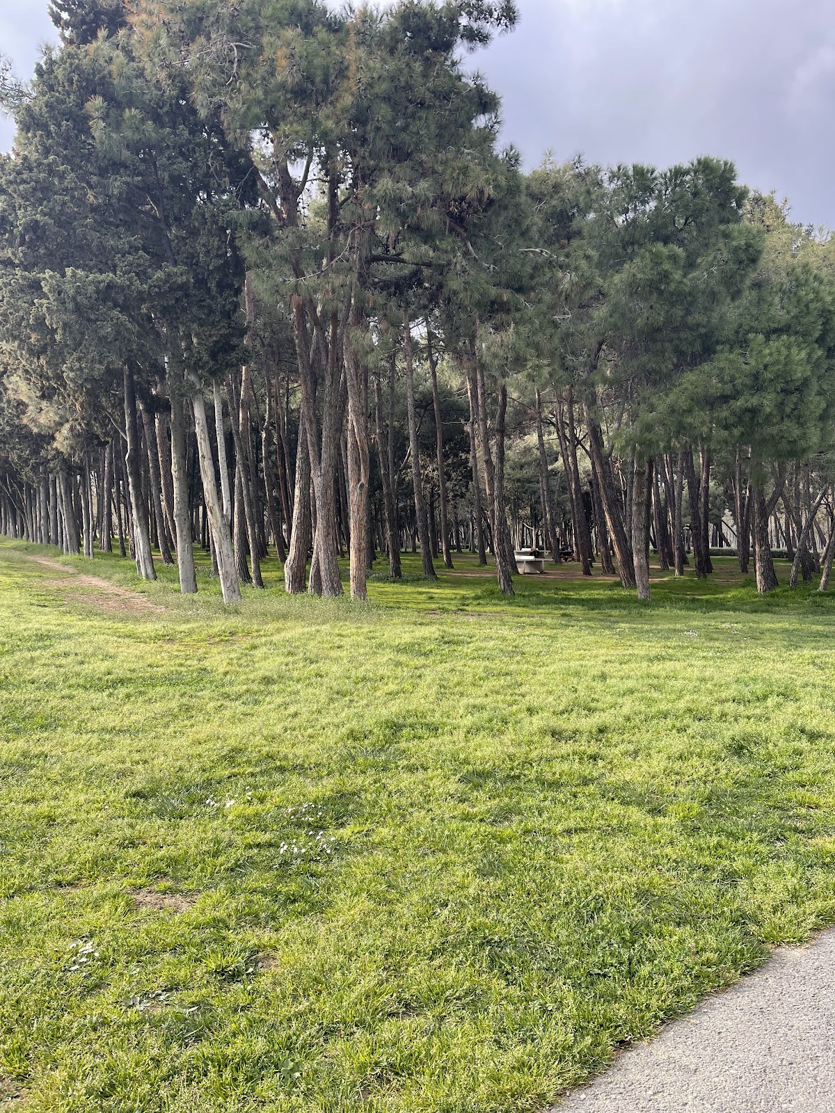 Florya Atatürk Forest photo 14