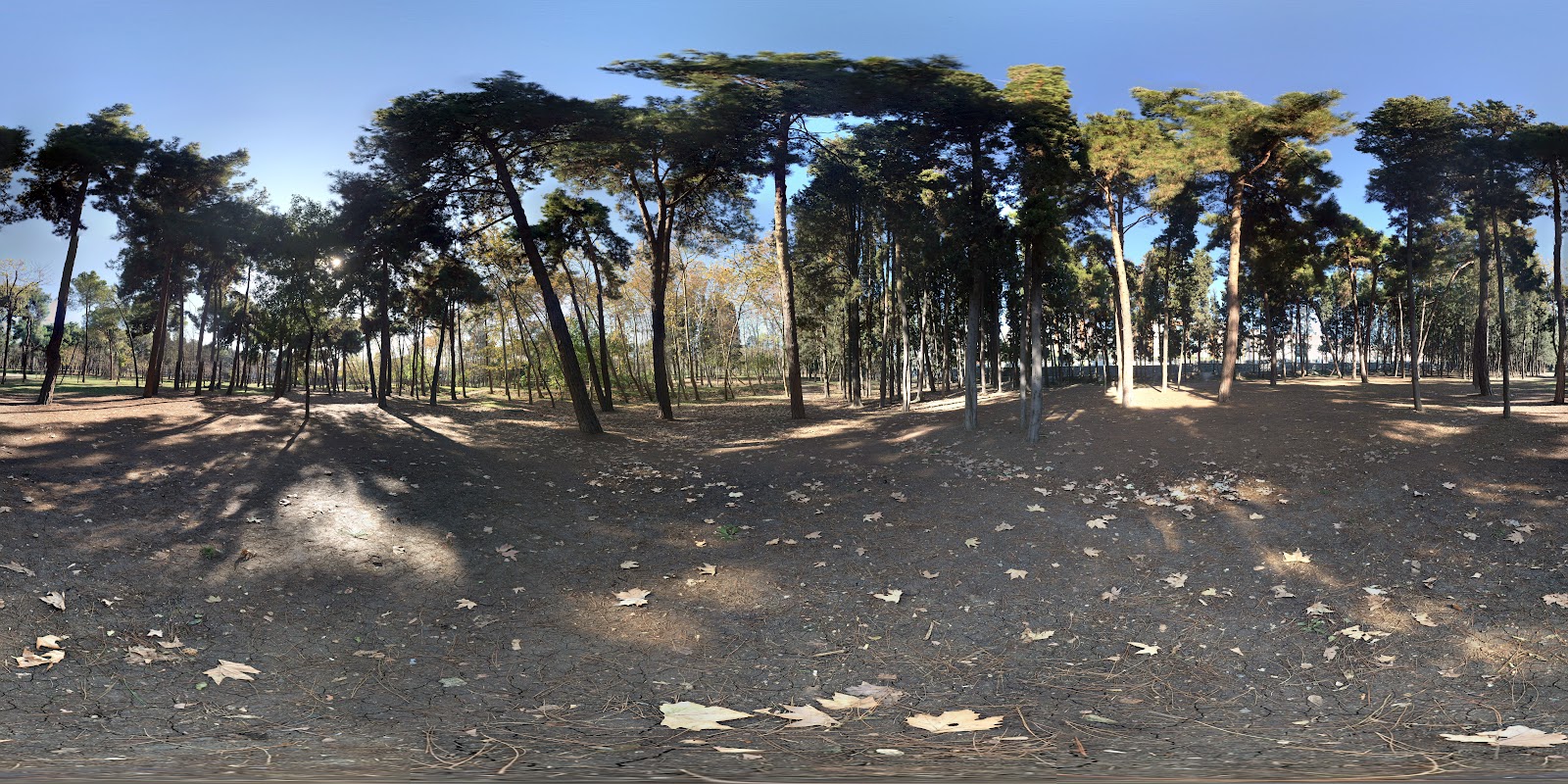 Florya Atatürk Forest photo 8