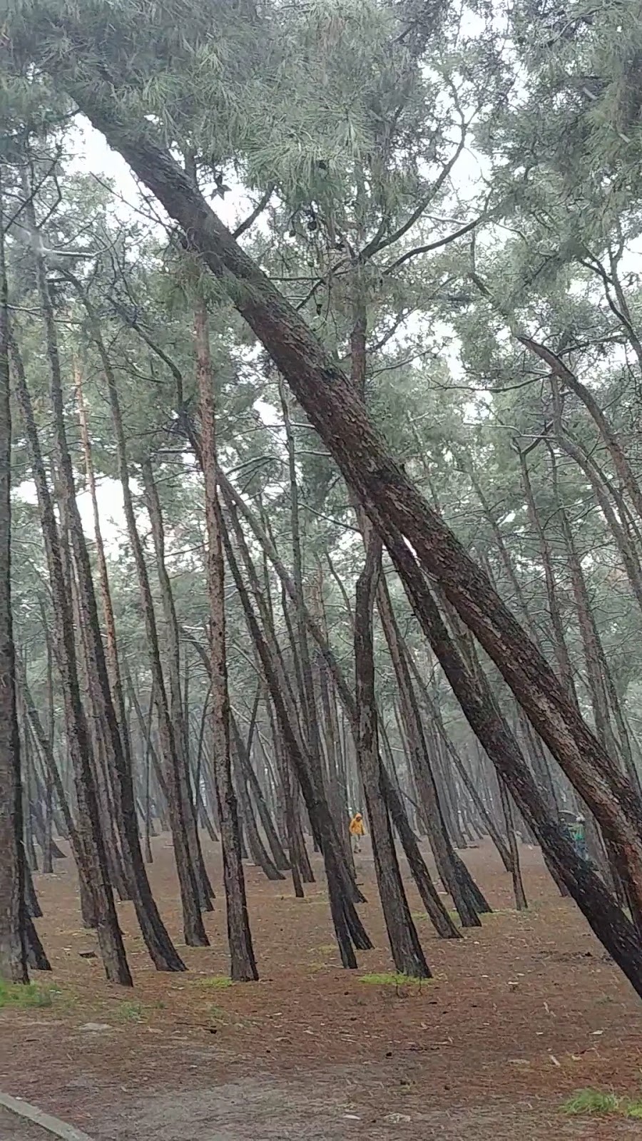 Florya Atatürk Forest photo 6
