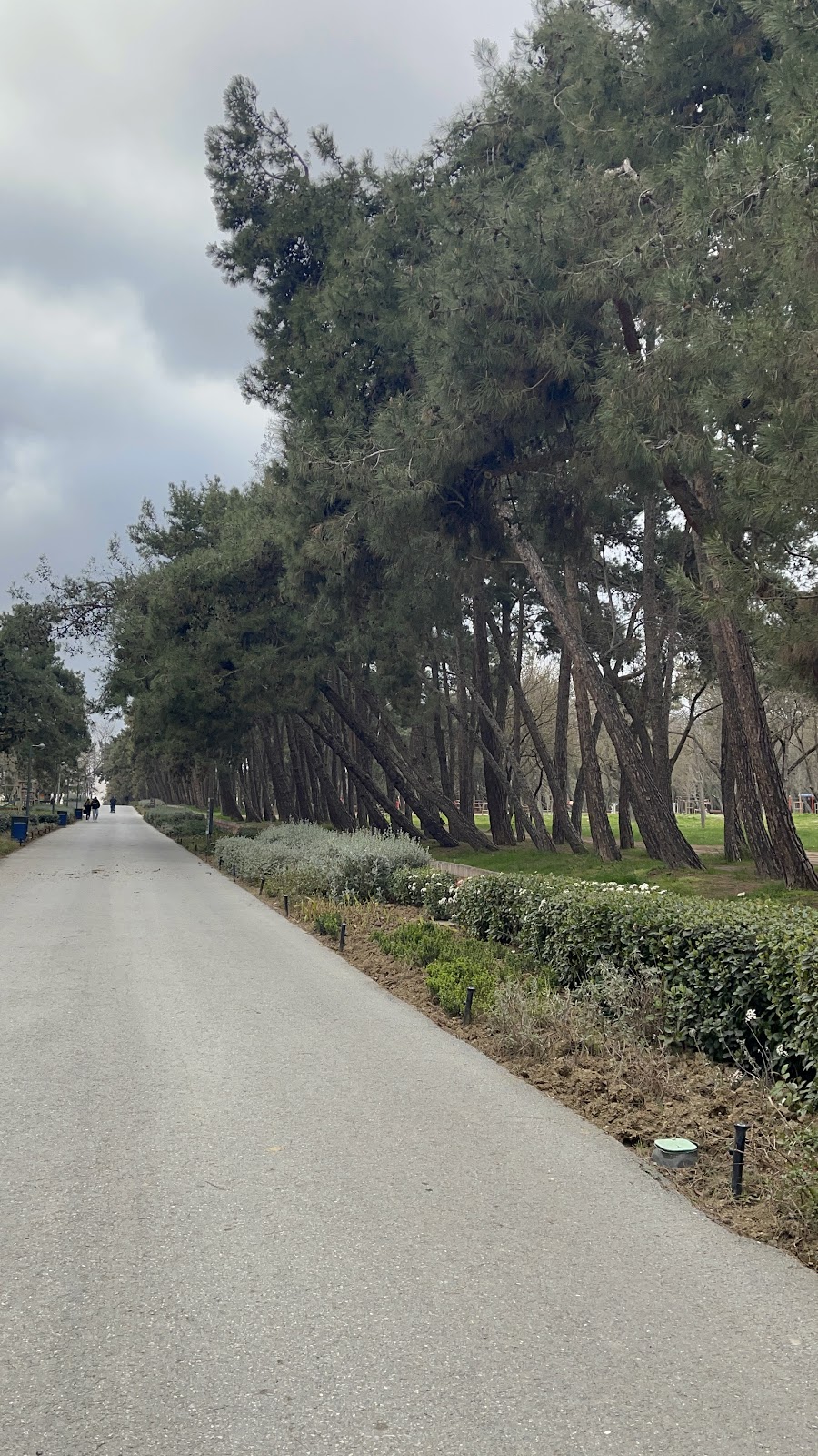 Florya Atatürk Forest photo 13