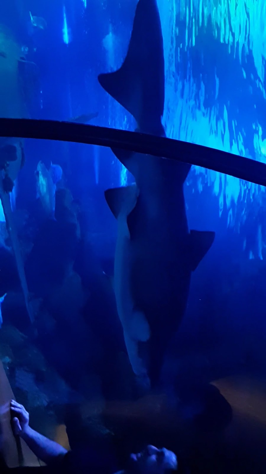 Aqua Vega Aquarium photo 5