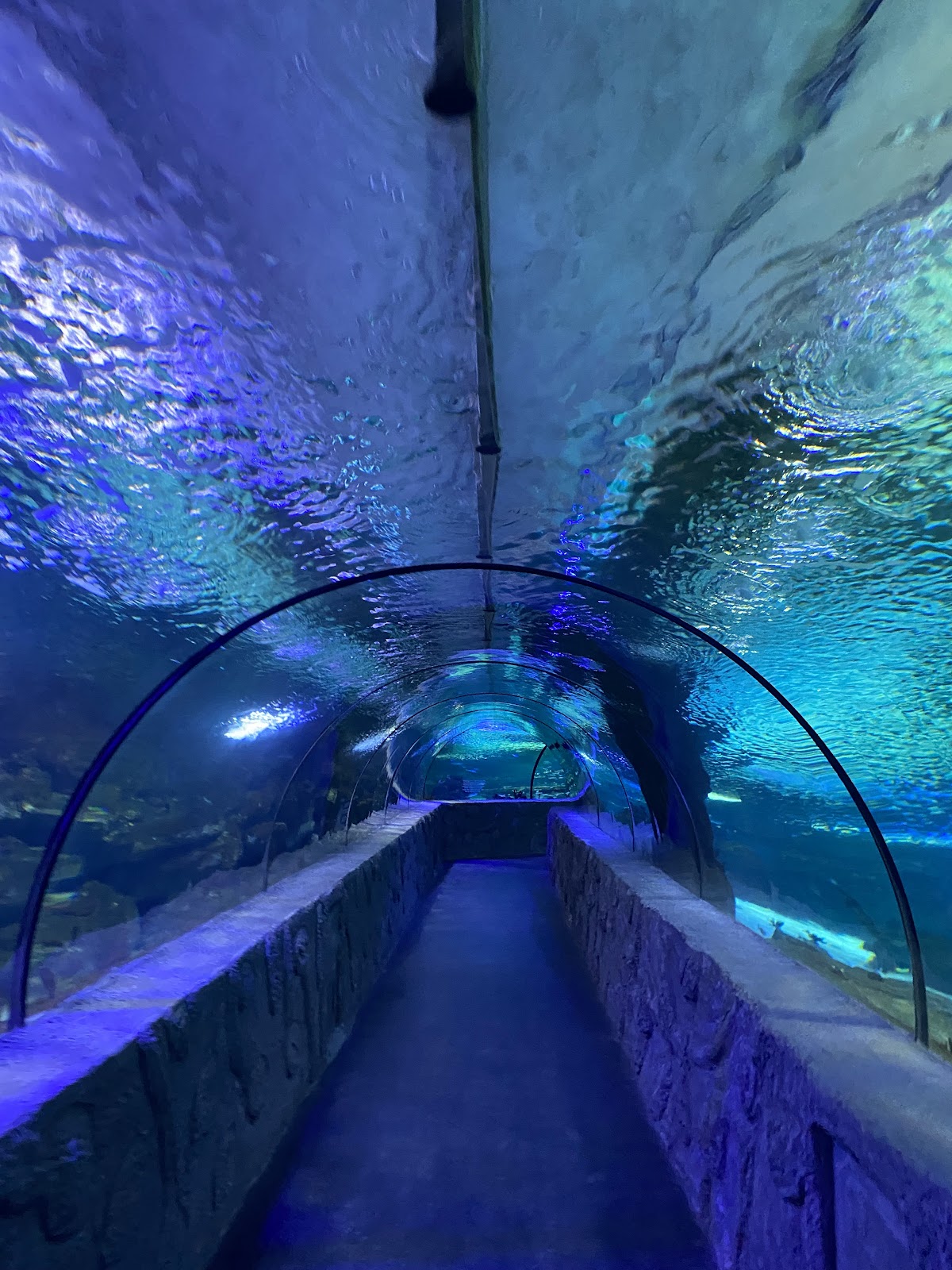 Aqua Vega Aquarium photo 2