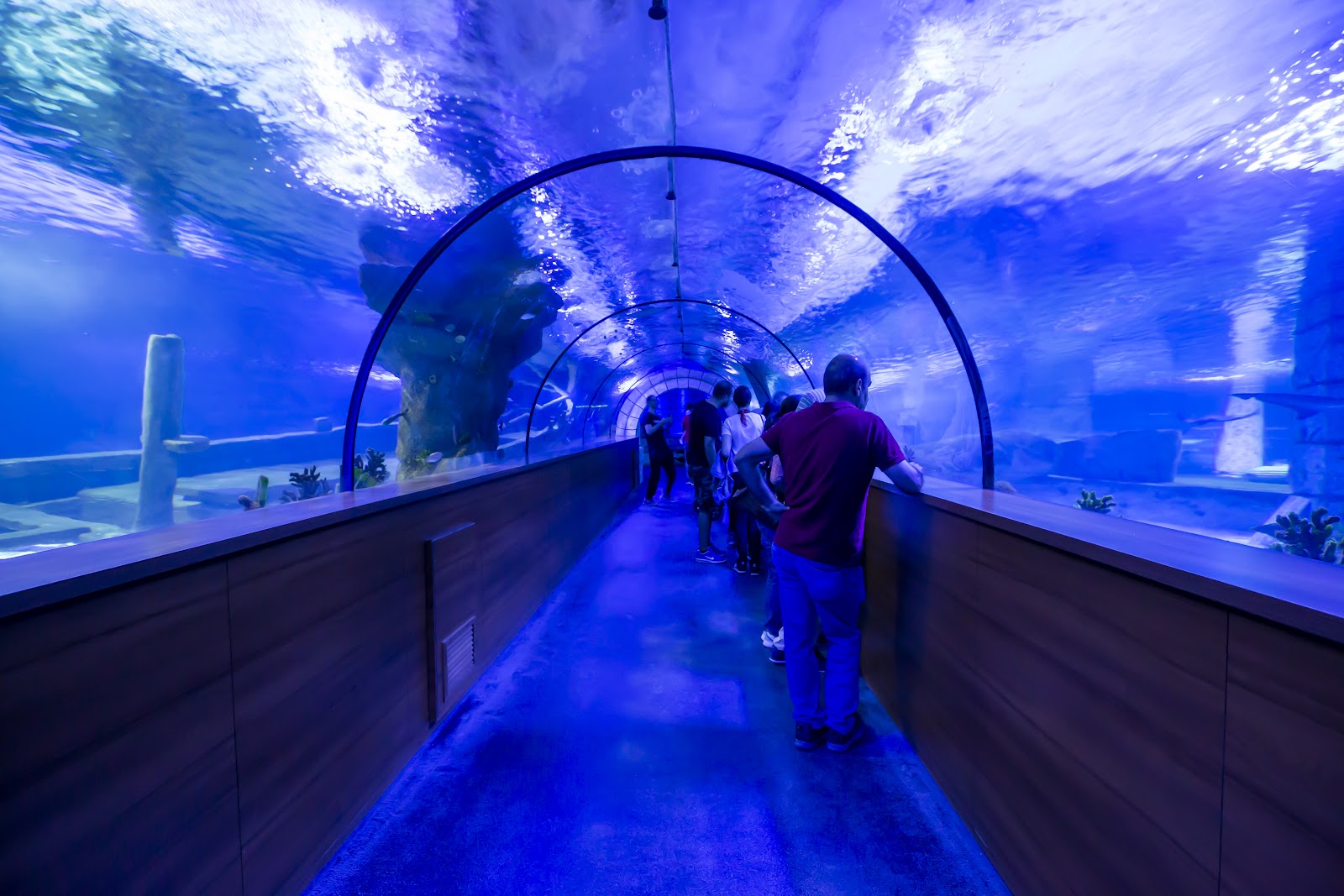 Aqua Vega Aquarium photo 6