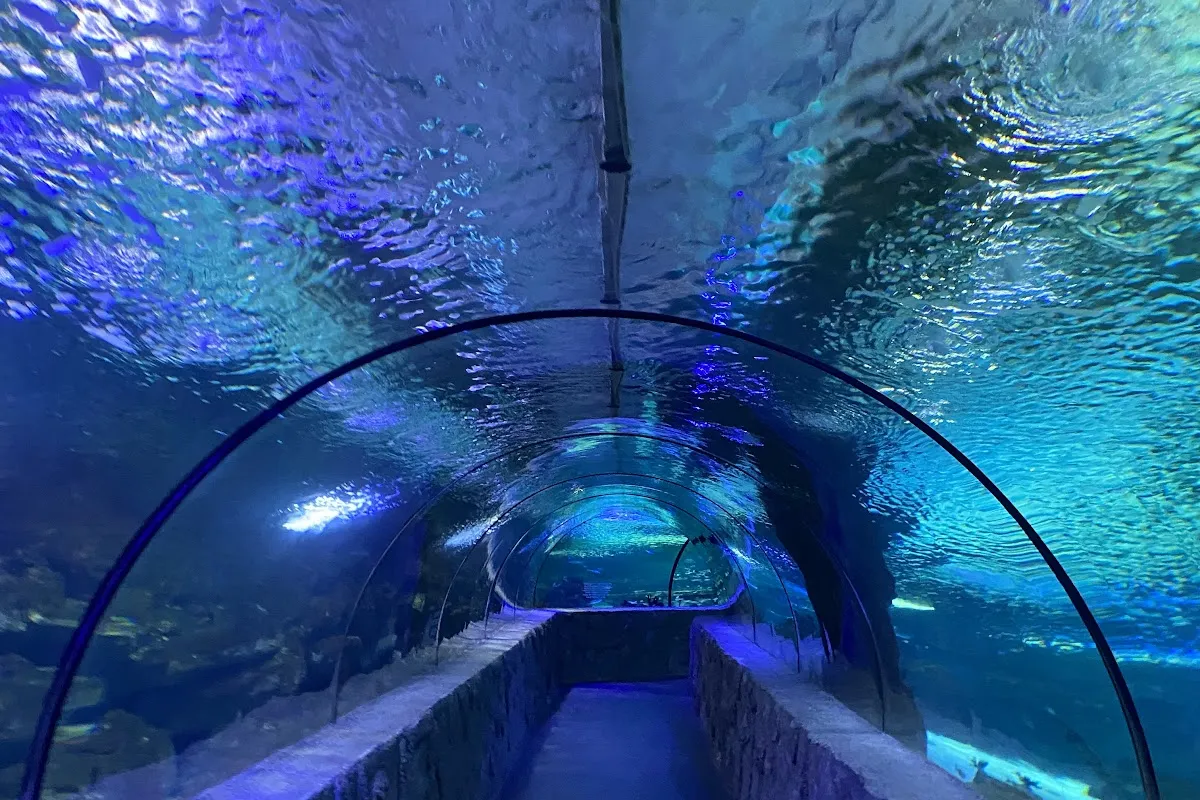 Aqua Vega Aquarium photo 1