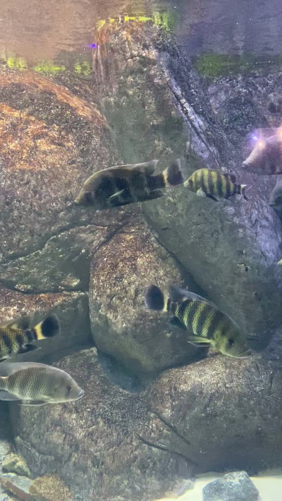 Aqua Vega Aquarium photo 4