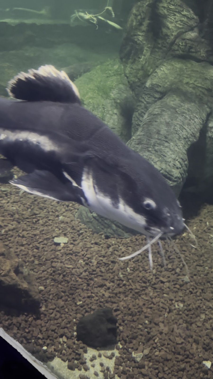 Aqua Vega Aquarium photo 8