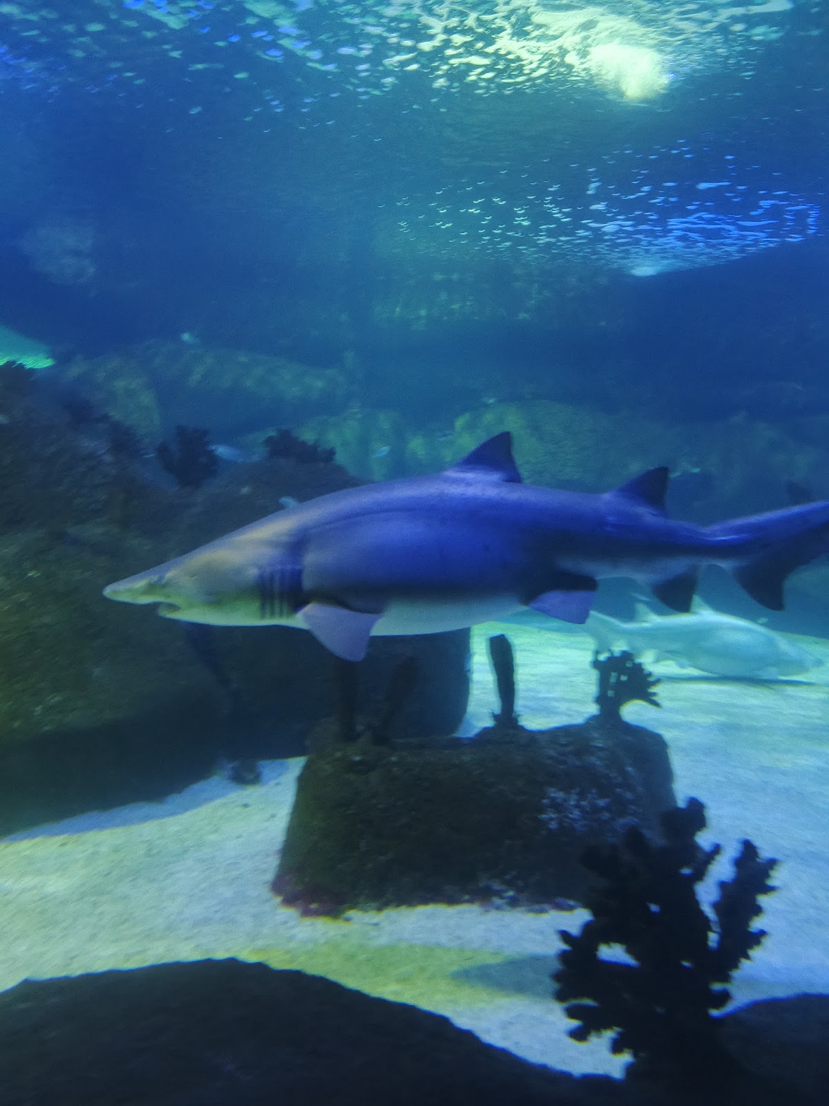 Aqua Vega Aquarium photo 3