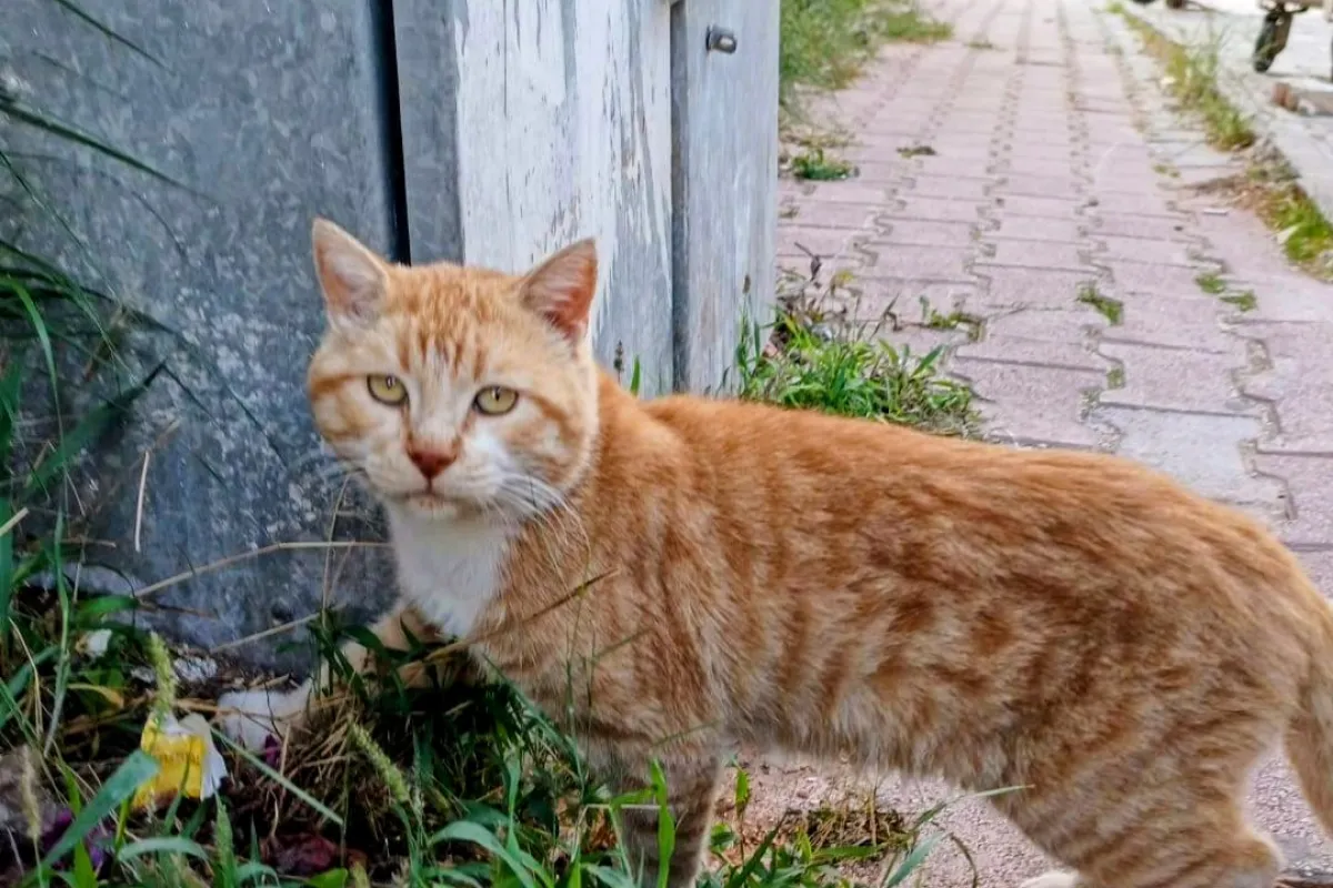 Sarı Kedi photo 1