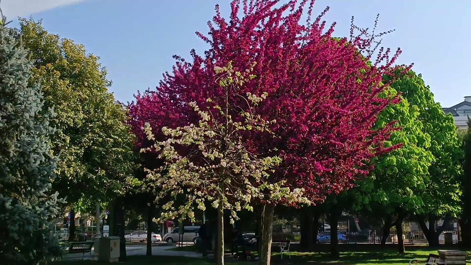 İBB Göztepe 60th Year Park photo 5
