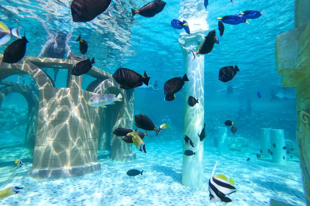 Sealanya Dolphinpark Seapark photo 1