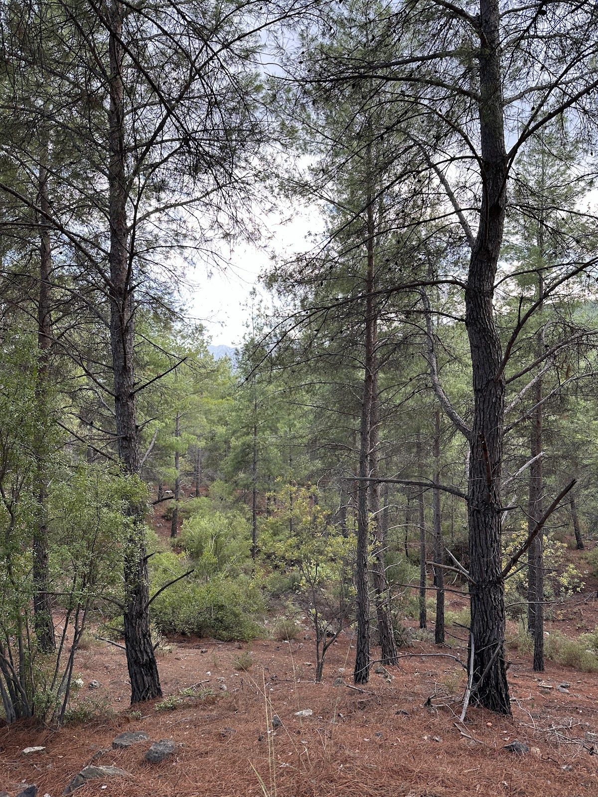 Doyran Pond photo 9