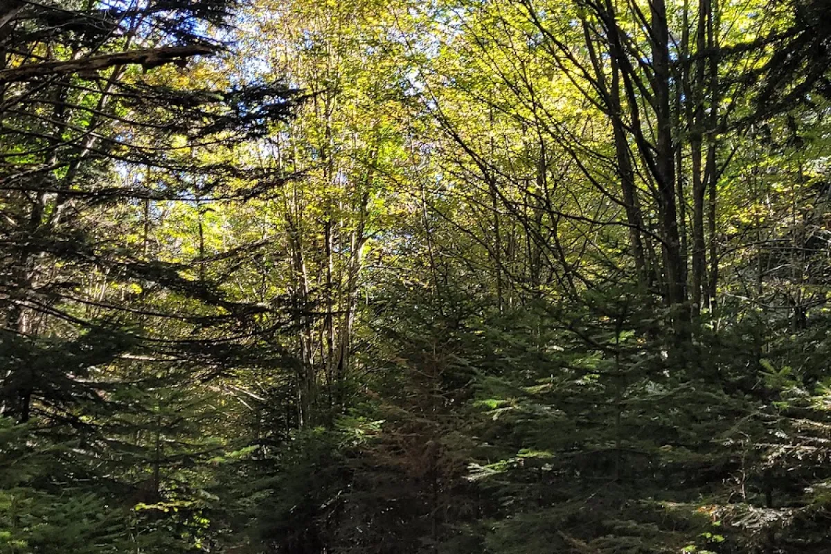Bolu Kent Ormanı photo 1