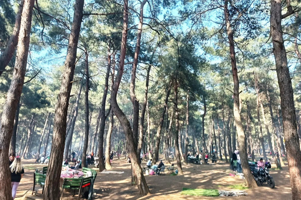 Ataturk's Urban Forest photo 1